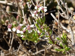 Eriocephalus punctulatus