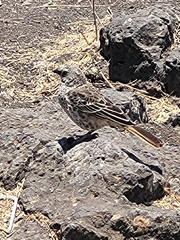 Histurgops ruficauda