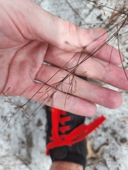 Bulbostylis ciliatifolia