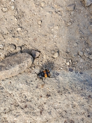 Nicrophorus defodiens