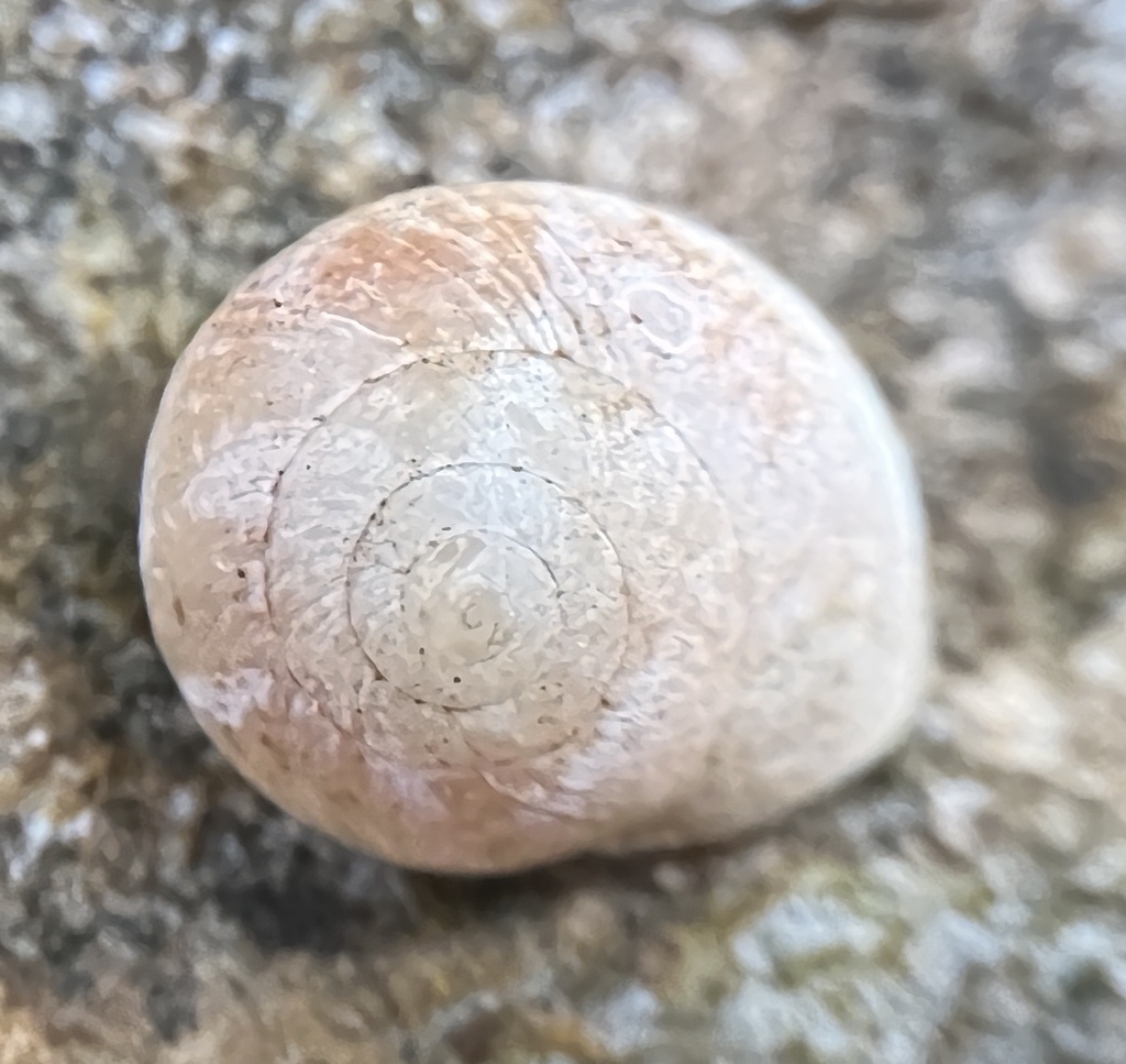 Helicina convexa