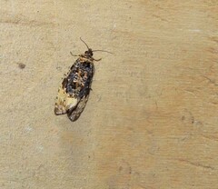Endothenia oblongana