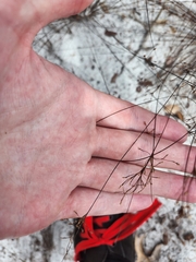 Bulbostylis ciliatifolia