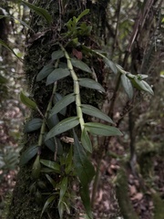 Epidendrum megalospathum