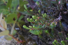Empetrum nigrum
