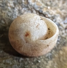 Otala lactea