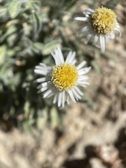 Erigeron concinnus