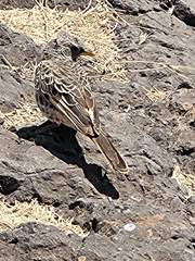 Histurgops ruficauda