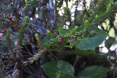 Empetrum nigrum