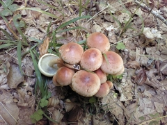 Hypholoma lateritium