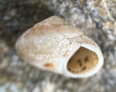 Otala lactea