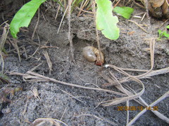 Pericoptus truncatus