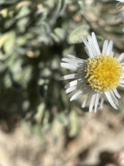 Erigeron concinnus