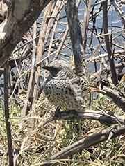 Histurgops ruficauda