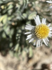 Erigeron concinnus