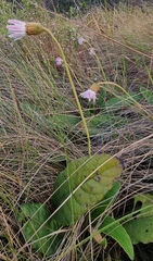 Gerbera piloselloides