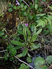 Primula jeffreyi