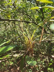 Tillandsia simulata