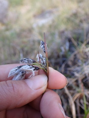 Eriophorum angustifolium