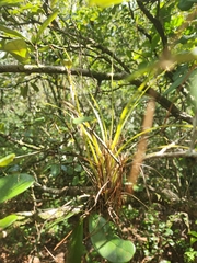 Tillandsia simulata