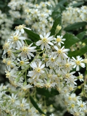 Olearia lirata