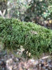 Pseudisothecium myosuroides