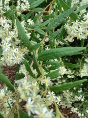 Olearia lirata