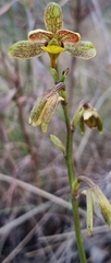 Eulophia parviflora