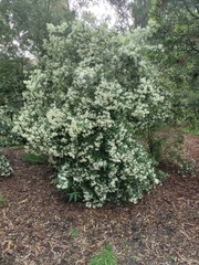 Olearia lirata