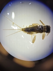 Leptophlebiidae