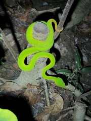 Trimeresurus albolabris