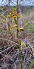 Eulophia parviflora