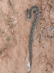 Crotalus durissus