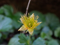 Geum calthifolium