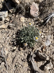Erigeron concinnus