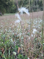 Andropogon ternarius