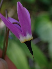 Primula jeffreyi