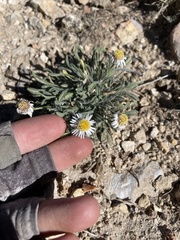 Erigeron concinnus