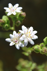 Moscharia pinnatifida