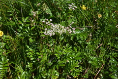 Ligusticum scothicum hultenii