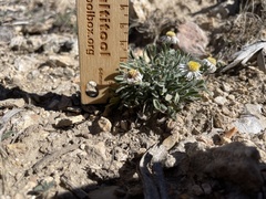 Erigeron concinnus
