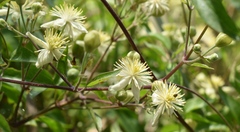 Clematis montevidensis