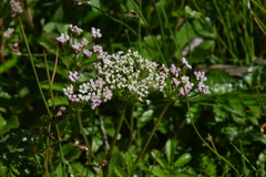 Ligusticum scothicum hultenii