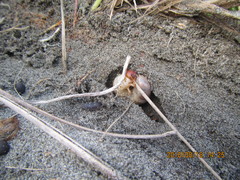 Pericoptus truncatus