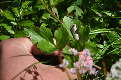 Ligusticum scothicum hultenii