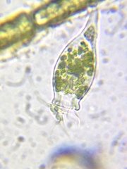 Scyphidia