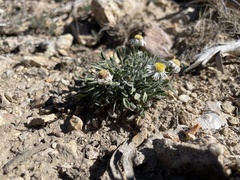 Erigeron concinnus