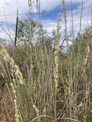 Eragrostis superba