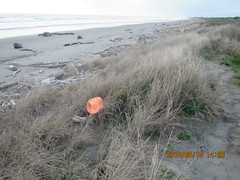 Pericoptus truncatus