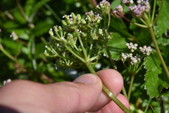 Ligusticum scothicum hultenii